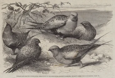 Ganga de Pallas (Syrrhaptes paradoxus) dans les Jardins de la Société Zoologique, Regent